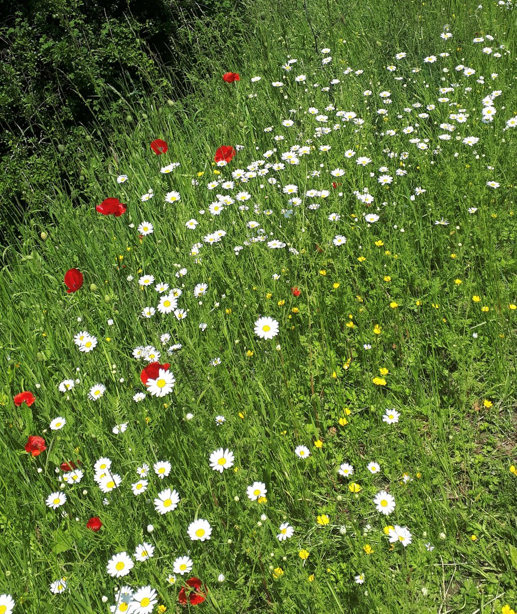 LibNIDigital's tweet photo. Come along to our Planting for Pollinators talk from Mourne Heritage Trust as part of Give It A Go Month at Libraries NI on Tuesday 14 February at 11:00am. Registration link below:
@LibrariesNI @Mournelive #GIAG #bees #plantingforpollinators
https://t.co/5itpsnRoLq https://t.co/I8HYWEHLD4