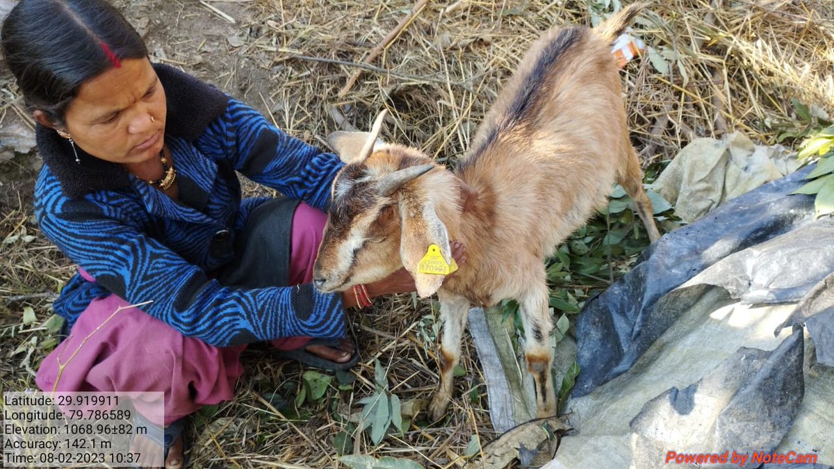 Fiubag_uscgf's tweet photo. कपकोट ब्लॉक के चचई ग्रामसभा में परियोजना से जुड़े बकरी पालकों की बकरियों का नियमित स्वास्थ्य परीक्षण एवं निरीक्षण किया गया एवं बीमार बकरियों का उपचार किया गया।। @mdusgcf @basava_ias @UswdbCeo @MdNcd @cvobageshwargm1 @goat_himalayan @pashudhanUK #usgcf #goatvalley https://t.co/nVIBGlH1Je