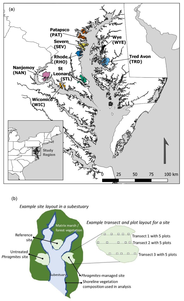 From our #Coastal &amp; Marine Ecology track:

After 5yrs of control efforts #Phragmites-invaded wetlands may still not match target sites, but landscape/site factors can help restoration

doi.org/10.1002/ecs2.4…

#OpenAccess <a href="/ChristineRohal/">Christine Rohal</a> <a href="/KarinKettenring/">Karin Kettenring</a> @USU_WATS <a href="/SmithsonianEnv/">SmithsonianEnv</a>