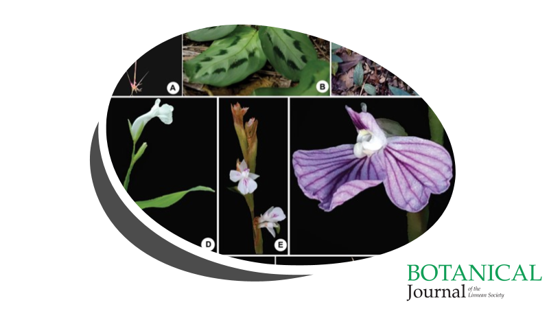 BotJLinnSoc's tweet photo. Molecular #phylogenetics of #Maranta (#Marantaceae: #Zingiberales): non-#monophyly and support for a wider circumscription
Da Costa Fernandes, Luna, Fraga, Barros, Chase & Pessoa
https://t.co/iFStz6kFzB https://t.co/Fy02Qt55r3