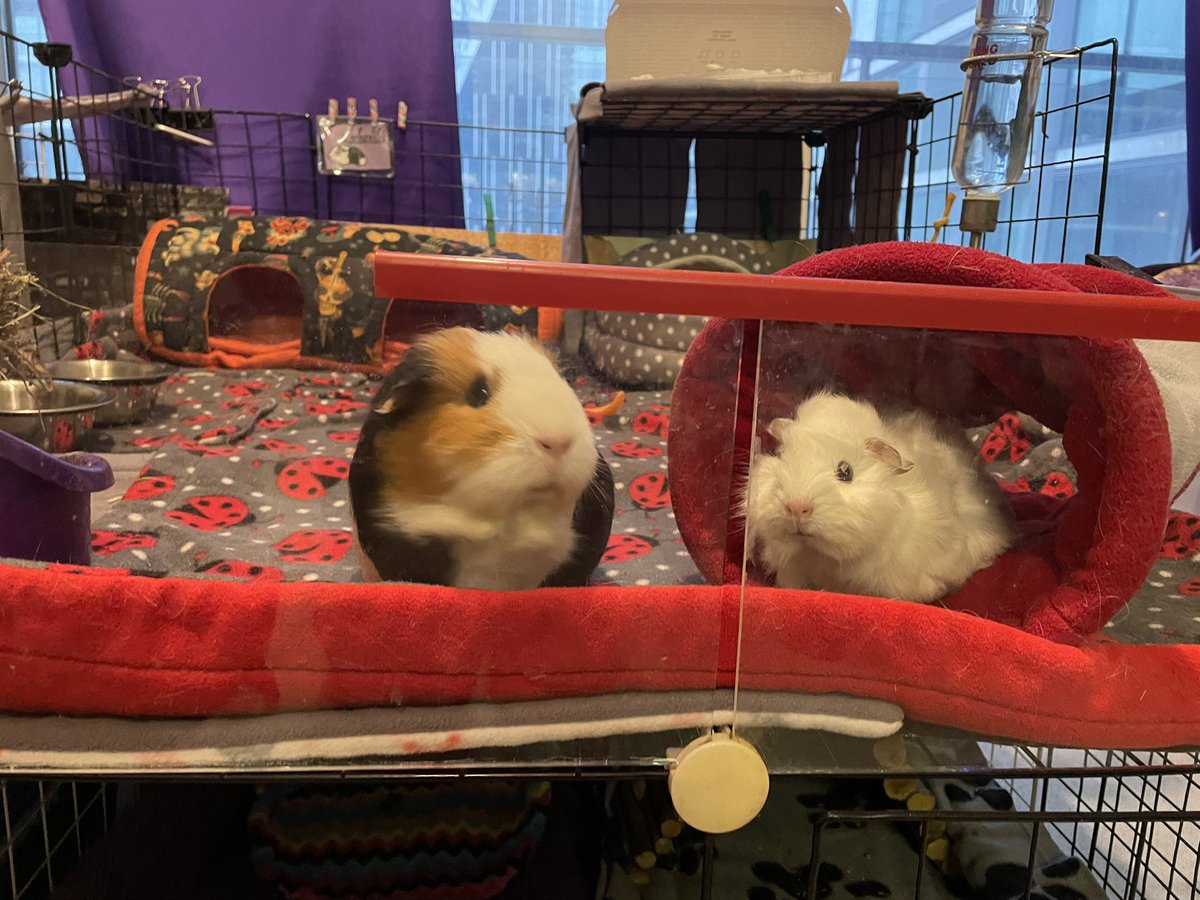 sltsm_smith's tweet photo. @stillicides I have a baby Guinea pig to be friends with Kochanski. She is very tiny. That is all. https://t.co/0LEjAYYRDU