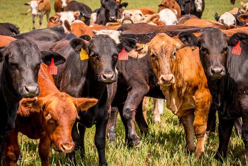 MAGLATAM's tweet photo. Los ensayos de campo para la #vacuna contra la #tuberculosis #bovina y la #prueba #cutánea pasan a la siguiente fase.  https://t.co/vTlUOjGzhG https://t.co/l6mXGc99uL