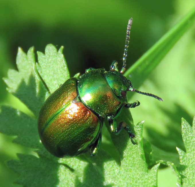 BENHS HQ Saturday 3rd June 2023 10:30 - 16:00 An introduction to Leaf Beetles (Chrysomelidae) - Peter Hodge 

Workshop: An introduction to the natural history of the fourth biggest group of beetles found in Britain.

Further details: benhs.org.uk/events/

Image: Steven Falk