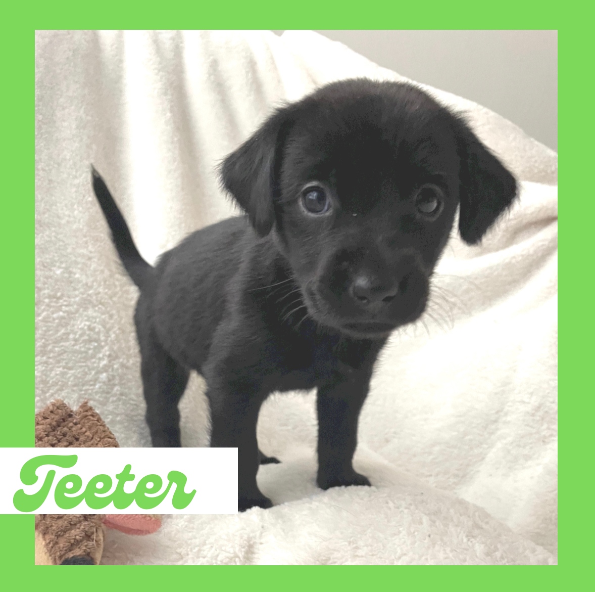 Welcome to CARE Teeter! To learn more about this cutie please email adoptions@caretx.org or visit caretx.org 💚