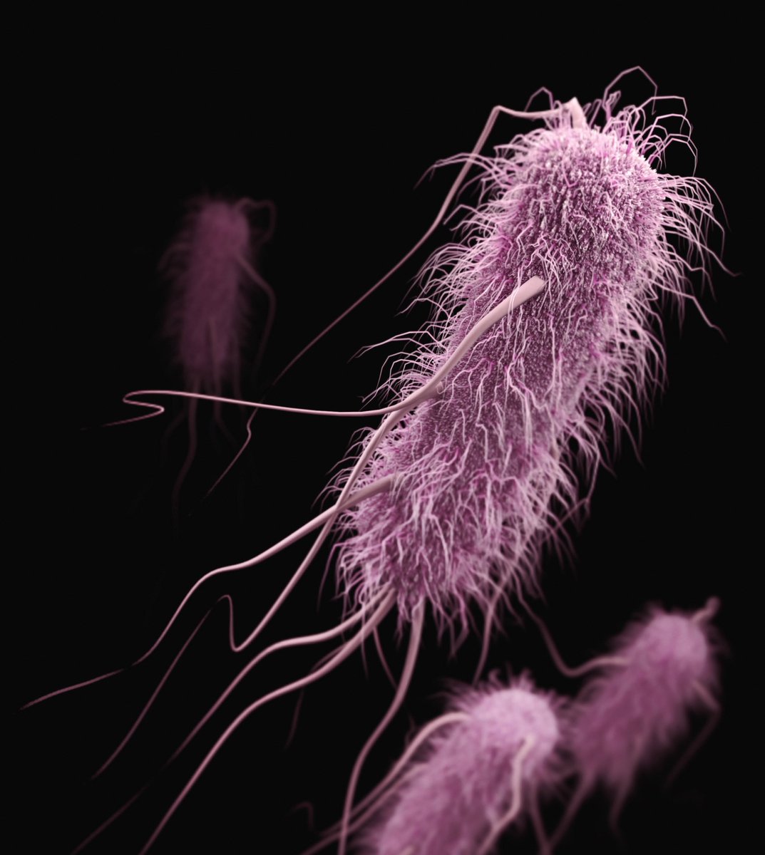 SuperbugsExeter's tweet photo. What's under the #SuperbugsExeter microscope today?
🔬E. coli (Escherichia coli)🔬
Did you know that E. coli's peritrichous flagella (the hairs which can sprout anywhere on its body) can twirl around, propelling it forward at the bacterial-equivalent speed of a torpedo.🚀(1/3) https://t.co/tXSbt3byrN