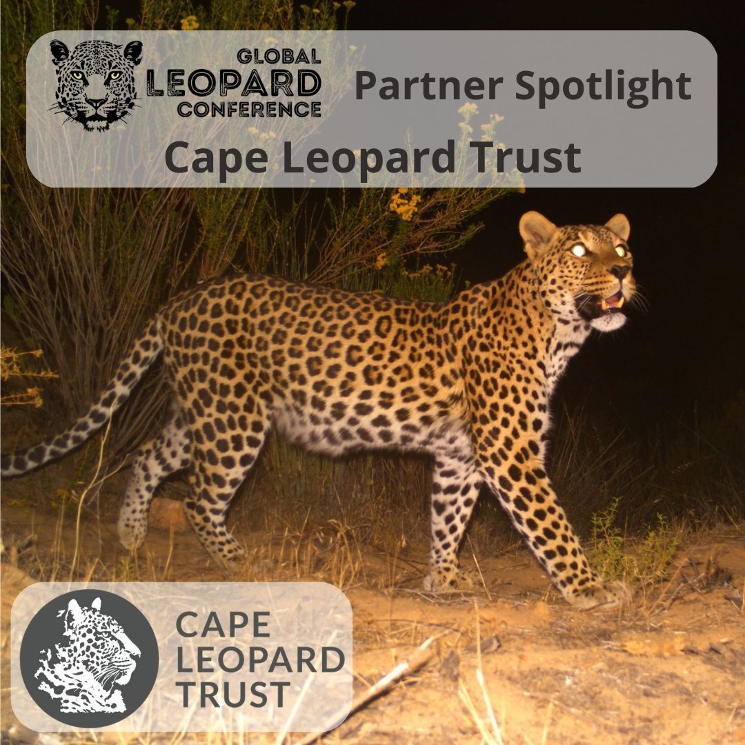 LeopardConf's tweet photo. #GLC23 Partner Spotlight ~ @Cape_Leopard Trust
The #CapeLeopardTrust is an environmental NPO based in the Western Cape, SA. They facilitate & promote the conservation of biological diversity, with a focus on the #leopard as a flagship species. More at https://t.co/EZhMNcHwUX https://t.co/RdOnwzkhiw