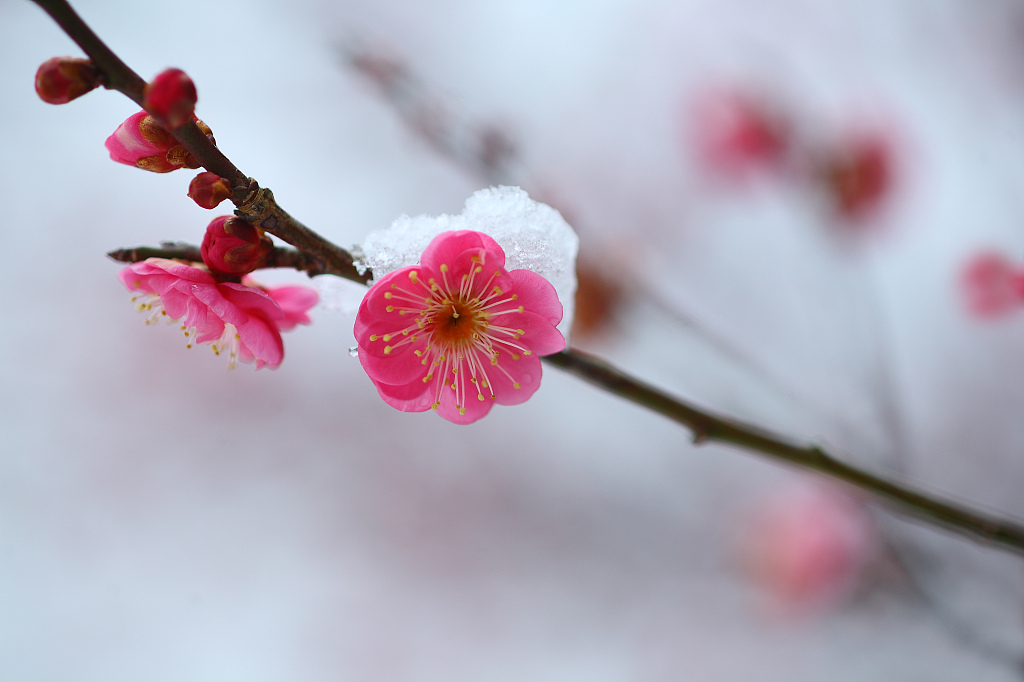 AmbCina's tweet photo. I fiori di #pruno 🌸, che sbocciano in un inverno nevoso con temperature estremamente basse e venti forti, è diventato nella cultura cinese simbolo di resilienza. https://t.co/qtFtjtwyhZ