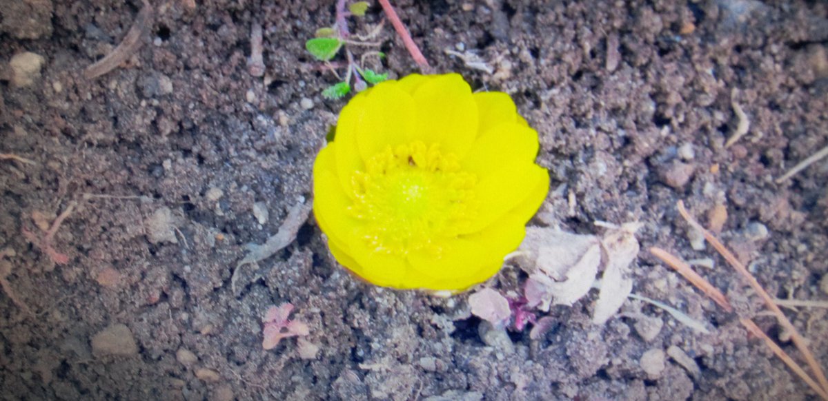 2月8日朝、我が家の庭に福寿草が一つ顔をだしました。黄金色の花弁がきれいです。午前中、3月議会の一般質問の項目を提出。いよいよ忙しくなります。頑張ります。