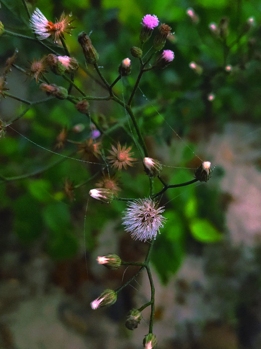 rajnish221711's tweet photo. Beautiful pictureπΌοΈ
#nuture
#green #photography #note7pro https://t.co/VBiwa1gd6v