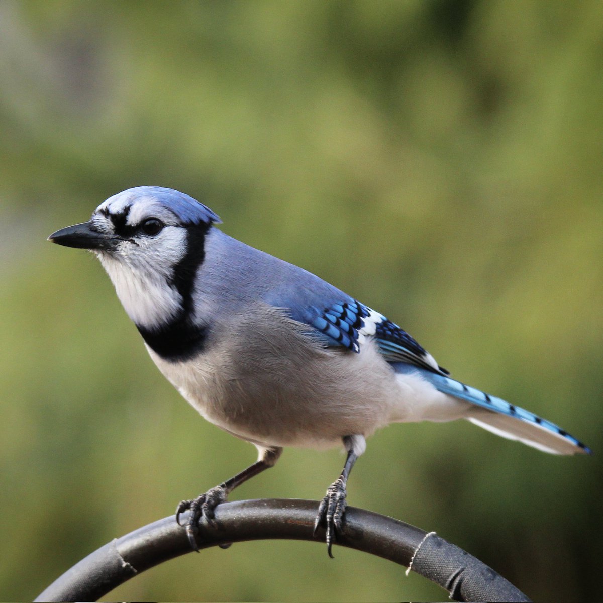 birdhouse_love's tweet photo. Good Morning! 💙
#goodmorning #morningvisitors #morningvisitor #visitor #birds #morningbirding #morning #morningvisit #birding #bird #birdphoto #birdworld #birdwatching #birdlife #bluejay #beautifulinblue https://t.co/bdFU93kA3k
