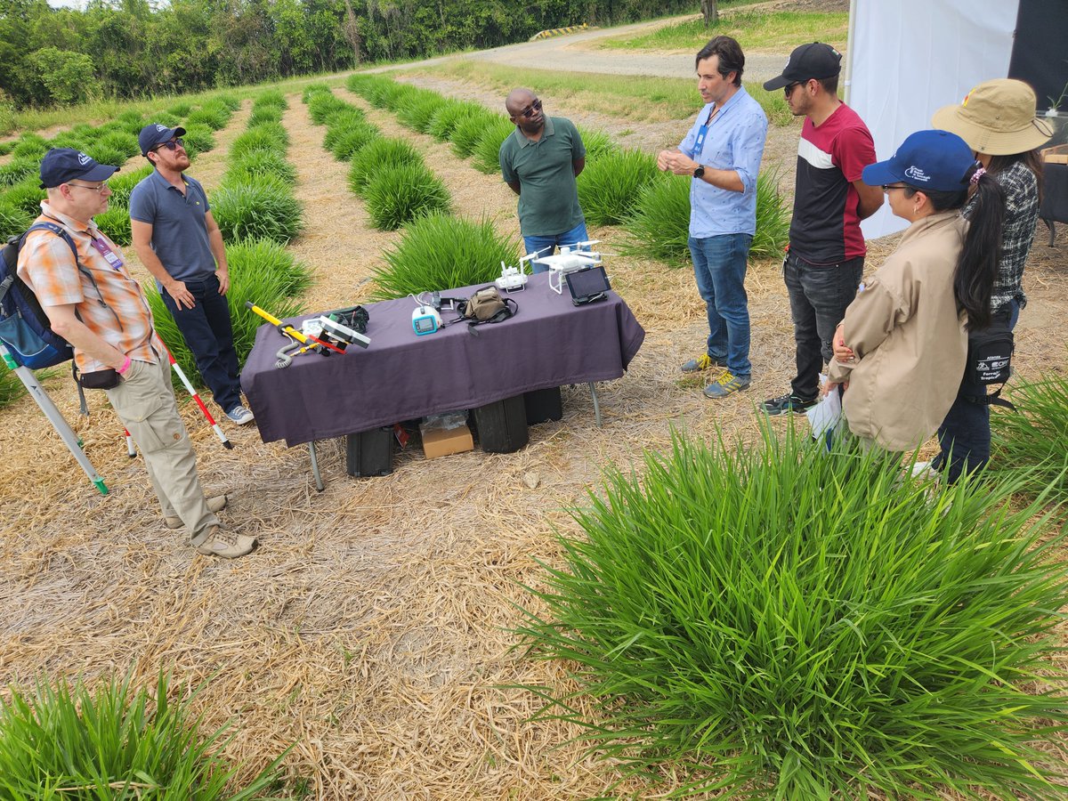 jyondm's tweet photo. @BiovIntCIAT_eng @Annotie @PaulaEspitia1 During the #AllianceScienceWeek John Derera, leader of @CGIAR #AcceleratedBreedingInitiative visited the Forages Breeding Program of @BiovIntCIAT_eng, learning about the trials of 𝘜𝘳𝘰𝘤𝘩𝘭𝘰𝘢 interspecific, 𝘜. humidicola, and 𝘔𝘦𝘨𝘢𝘵𝘩𝘺𝘳𝘴𝘶𝘴 𝘮𝘢𝘹𝘪𝘮𝘶𝘴 programs. https://t.co/utc2NZnWWE