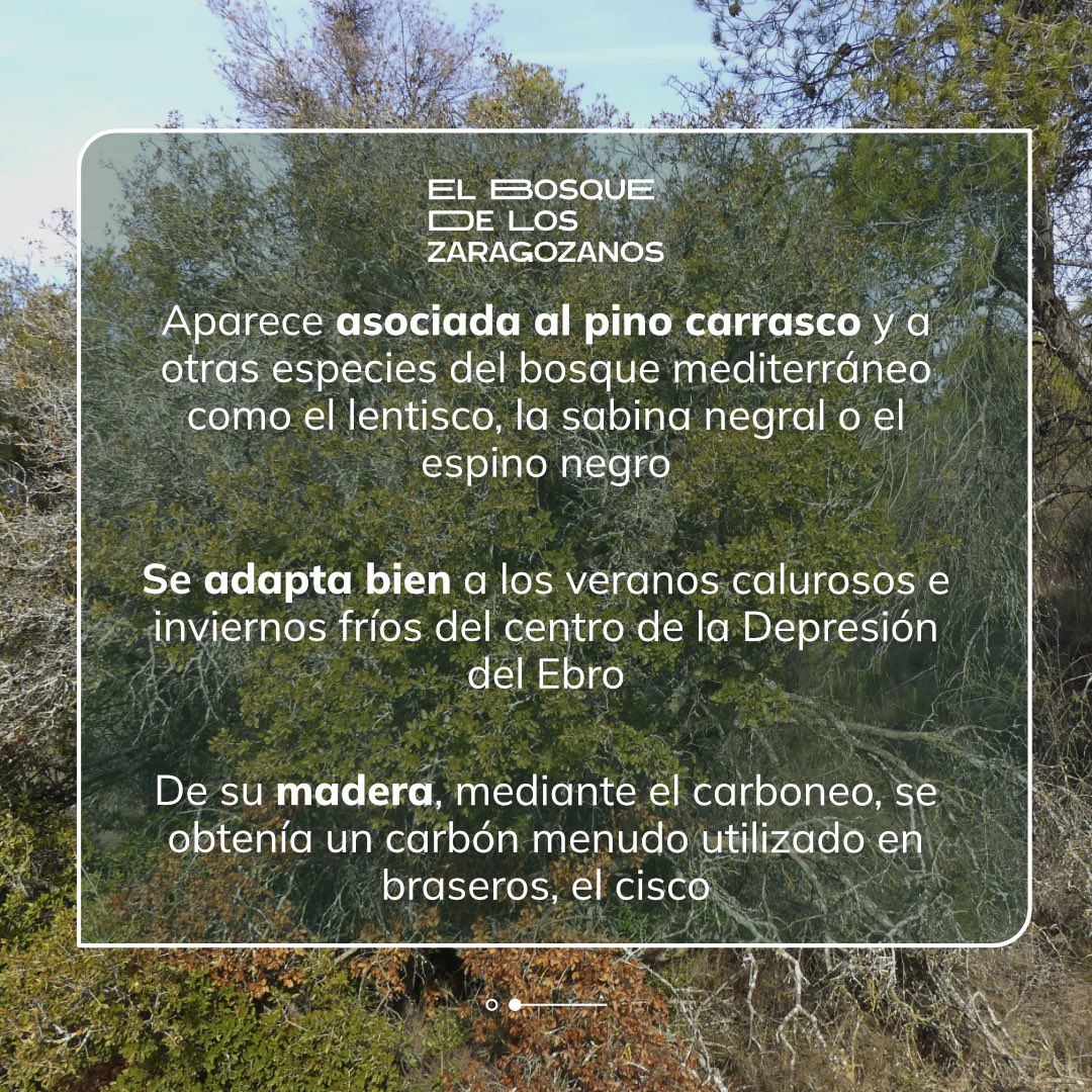 BosqueZgz's tweet photo. 📗🌳Conoce las especies del Bosque de los Zaragozanos.
La coscoja es un arbusto que solemos plantar en Peñaflor o Las Planas. Puede convertirse en un arbolillo de hasta 4-6 m de altura, de porte muy ramificado y hojas perennes, de color verde brillante y dientes espinosos 🌿. https://t.co/fpQ653og6L