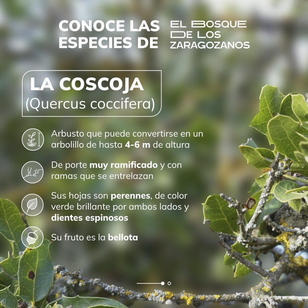 BosqueZgz's tweet photo. 📗🌳Conoce las especies del Bosque de los Zaragozanos.
La coscoja es un arbusto que solemos plantar en Peñaflor o Las Planas. Puede convertirse en un arbolillo de hasta 4-6 m de altura, de porte muy ramificado y hojas perennes, de color verde brillante y dientes espinosos 🌿. https://t.co/fpQ653og6L