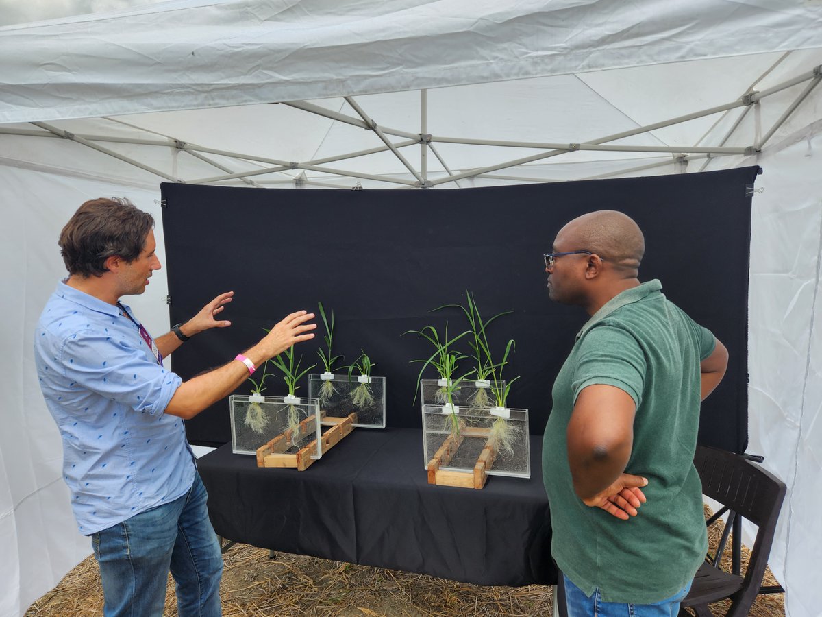jyondm's tweet photo. @BiovIntCIAT_eng @Annotie @PaulaEspitia1 During the #AllianceScienceWeek John Derera, leader of @CGIAR #AcceleratedBreedingInitiative visited the Forages Breeding Program of @BiovIntCIAT_eng, learning about the trials of 𝘜𝘳𝘰𝘤𝘩𝘭𝘰𝘢 interspecific, 𝘜. humidicola, and 𝘔𝘦𝘨𝘢𝘵𝘩𝘺𝘳𝘴𝘶𝘴 𝘮𝘢𝘹𝘪𝘮𝘶𝘴 programs. https://t.co/utc2NZnWWE
