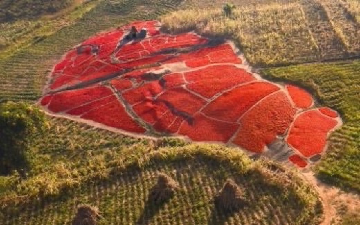 NigeriaStories's tweet photo. What came to your mind when you saw this pictures ? 

It’s just a Chilli pepper mega farm in Kaduna, Nigeria 🇳🇬 

Such a beauty 🥰 https://t.co/Os5yZXly6Q