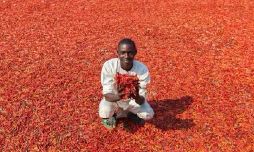 NigeriaStories's tweet photo. What came to your mind when you saw this pictures ? 

It’s just a Chilli pepper mega farm in Kaduna, Nigeria 🇳🇬 

Such a beauty 🥰 https://t.co/Os5yZXly6Q