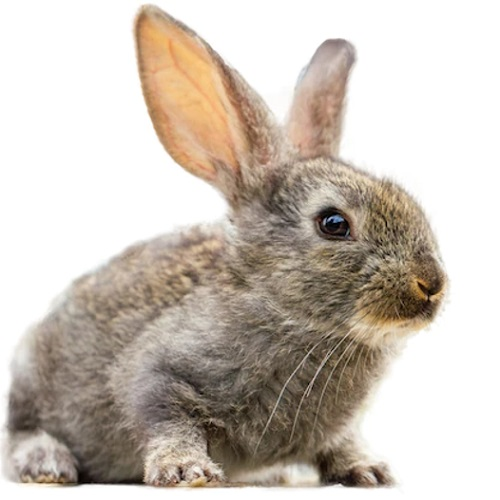 LancsLibraries's tweet photo. Come and have fun in the half-term holidays!
Local author Rachel Lyon will be running an interactive Storytime at #TarletonLibrary
Hear Rachel read her own story The Fussy Bunny Story-related craft to follow
Thursday 16 February
10 to 10.30am
๐https://t.co/pToBUl6YPd https://t.co/RSb4IBivfp