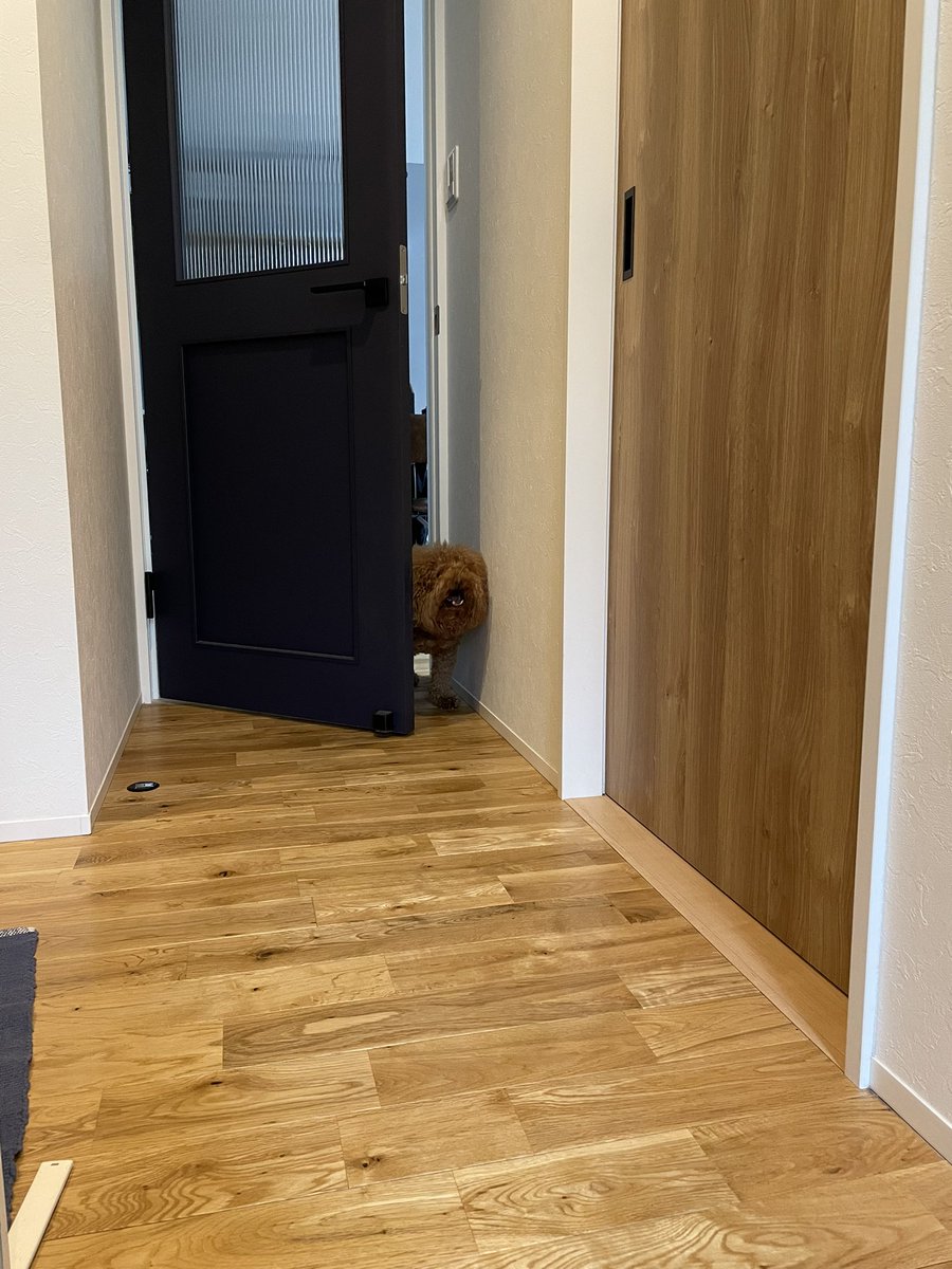 fuuta__ponta's tweet photo. 顔デカすぎて出れまてん🐶🚪
#顔デカ
#トイプードル
#犬
#ぽんたです https://t.co/O677zjEAN7