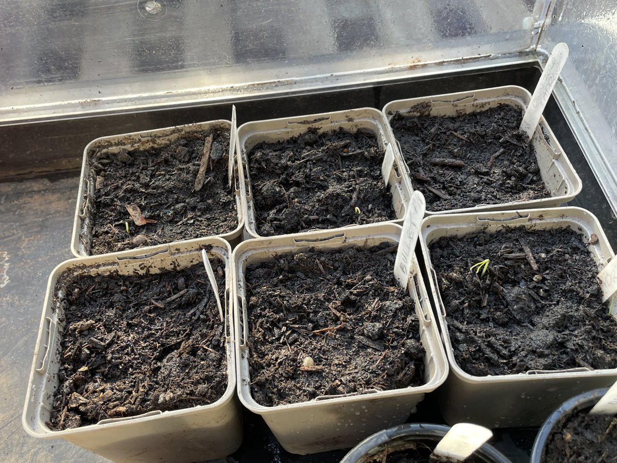 edgeofthemoor's tweet photo. Chilli futures- at last the first seedlings have popped up from my high risk January sowing (its hard on Dartmoor) 2 padrons and a bullet https://t.co/X3mWQZm9pR