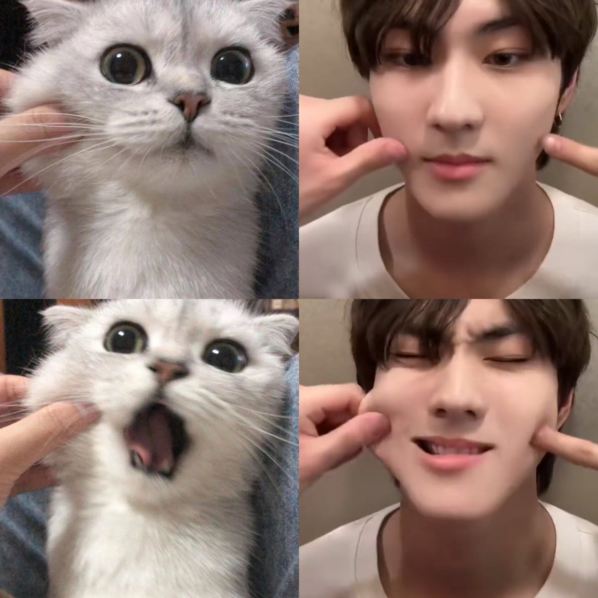 jungcat of the day ~