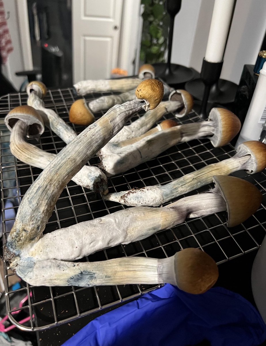 MushroomSlut_'s tweet photo. 🔥🔥🔥🔥🔥🔥🔥🔥 growths #mushroomlife https://t.co/YPLAdrR4hh