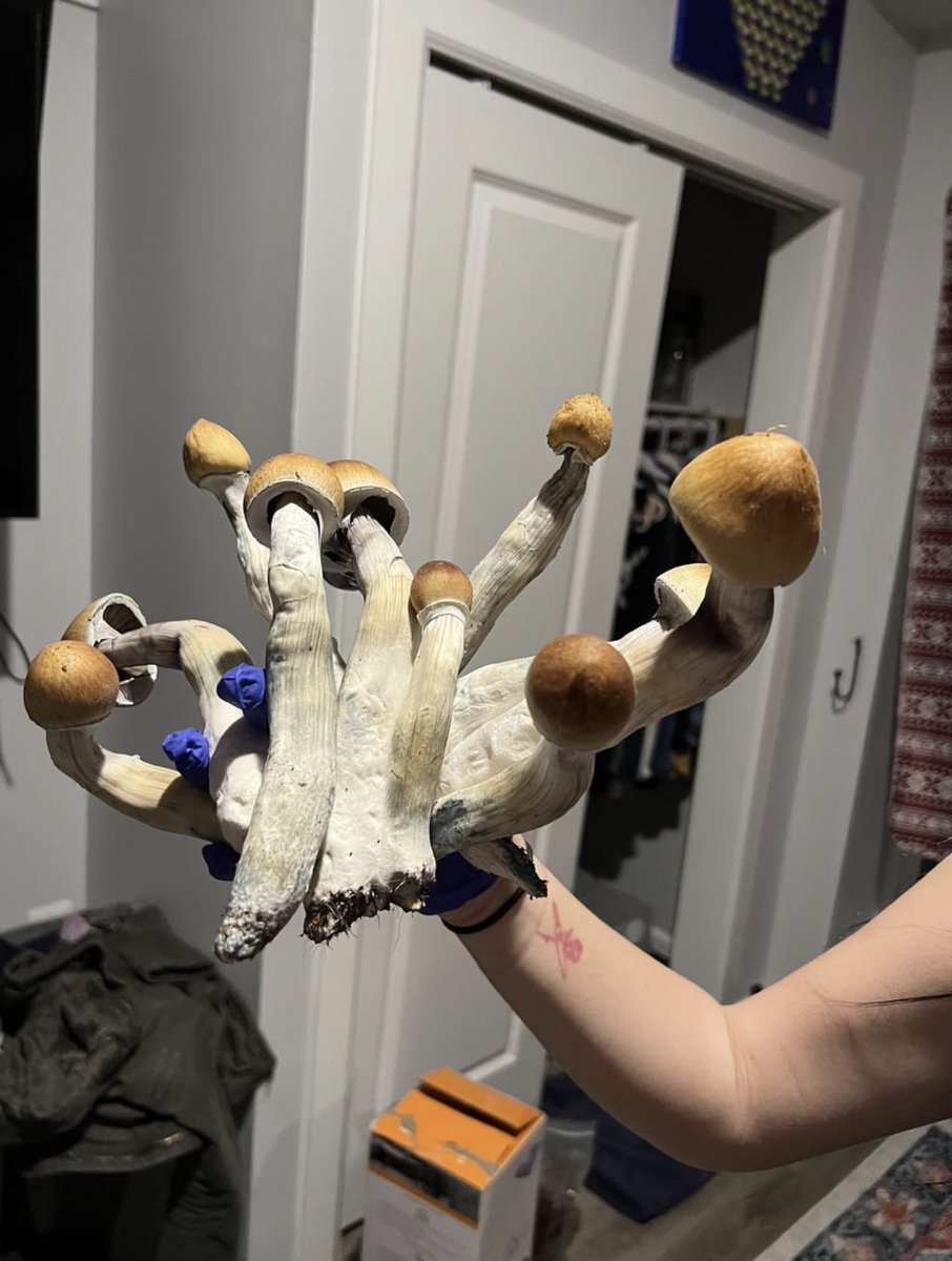 MushroomSlut_'s tweet photo. 🔥🔥🔥🔥🔥🔥🔥🔥 growths #mushroomlife https://t.co/YPLAdrR4hh
