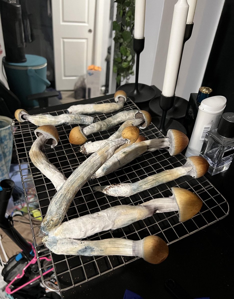 MushroomSlut_'s tweet photo. 🔥🔥🔥🔥🔥🔥🔥🔥 growths #mushroomlife https://t.co/YPLAdrR4hh