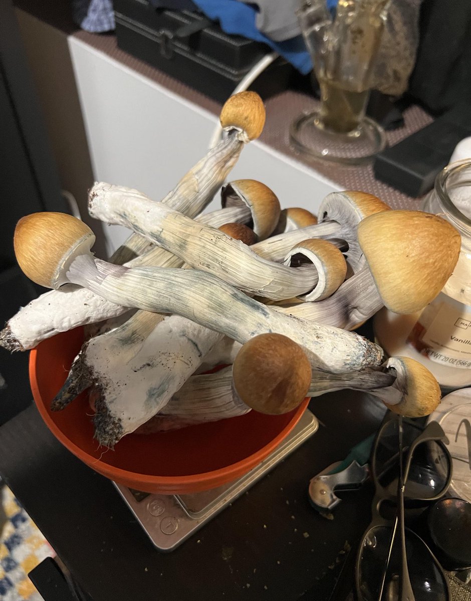 MushroomSlut_'s tweet photo. 🔥🔥🔥🔥🔥🔥🔥🔥 growths #mushroomlife https://t.co/YPLAdrR4hh