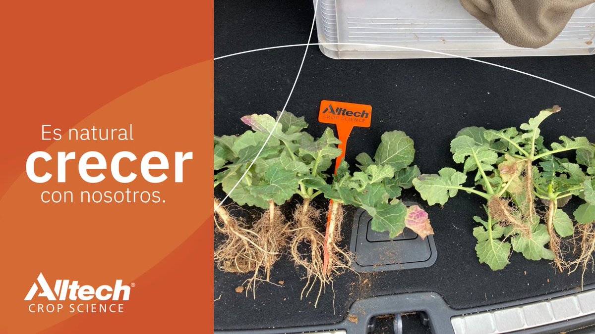 AlltechSpain's tweet photo. 🔝 #AlltechAdvice
👀 Diferencia apreciable en raíz y tallo de #colza para multiplicación, solo lleva un mes aplicada con nuestro producto CONTRIBUTE® ibNP a 0,5 kg/ha
#ExpertosEnSaludDelSuelo 🌱⤵
https://t.co/n5uU8SqkSq https://t.co/0jVsBKXsMN
