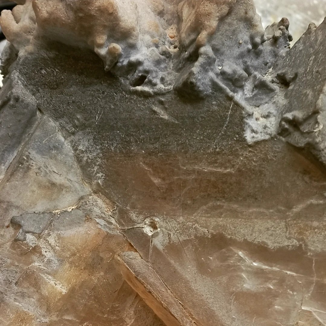 #Yeso selenítico procedente del complejo minero romano de lapis especularis de Valparaíso de Abajo (#Cuenca)

Con él se creaban las ventanas romanas.