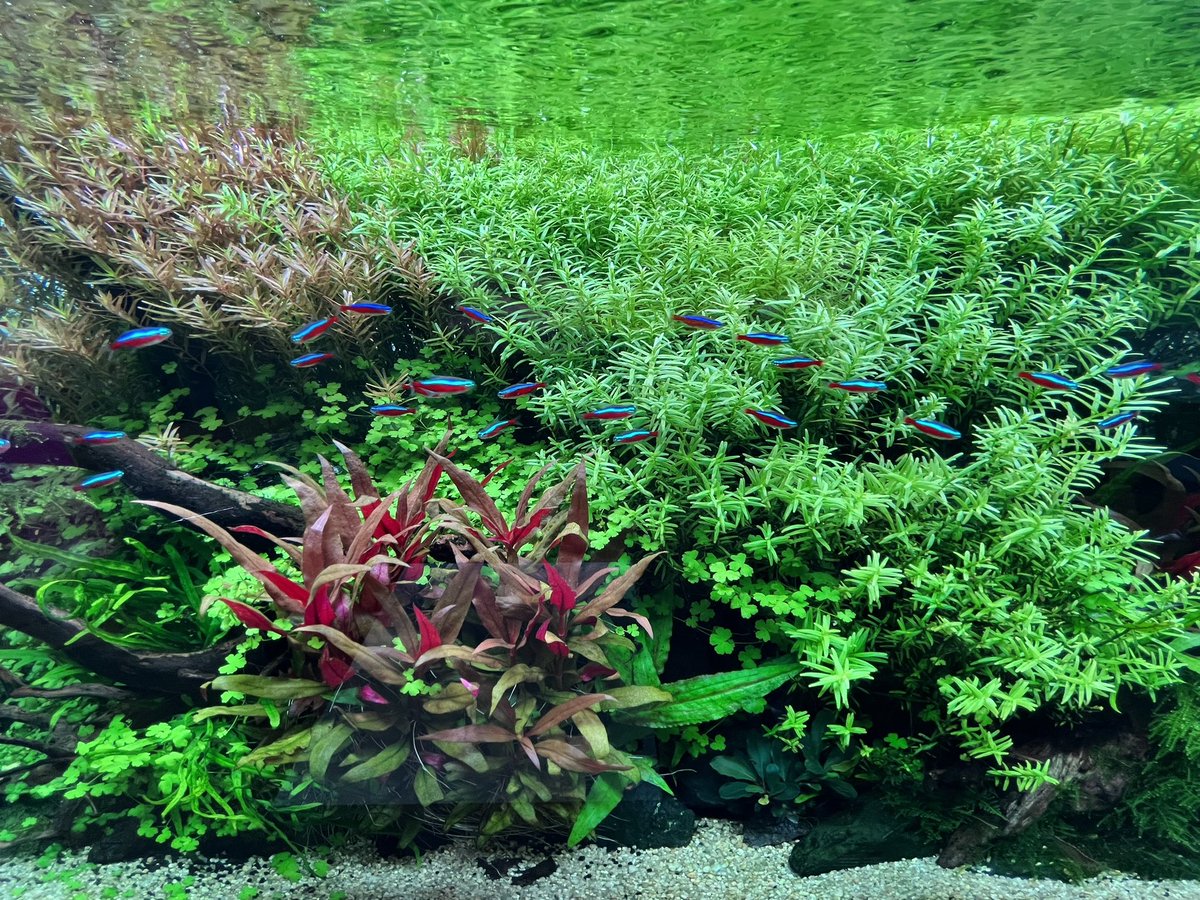 aquarentarium's tweet photo. こういう水槽作ると、真逆のブラックウォーター水槽に憧れます。
無いものねだりになるから、水槽は繁殖するんですよね🤣 https://t.co/huaYMScEFH