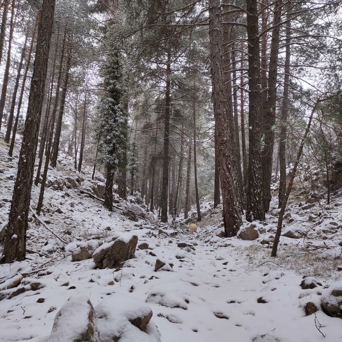 laparreta's tweet photo. @MuntanyaV Vilafranca, bosc de Palomita i voltants de #laparreta dilluns vesprada. Avui un poc més. https://t.co/WGSwxWiOks