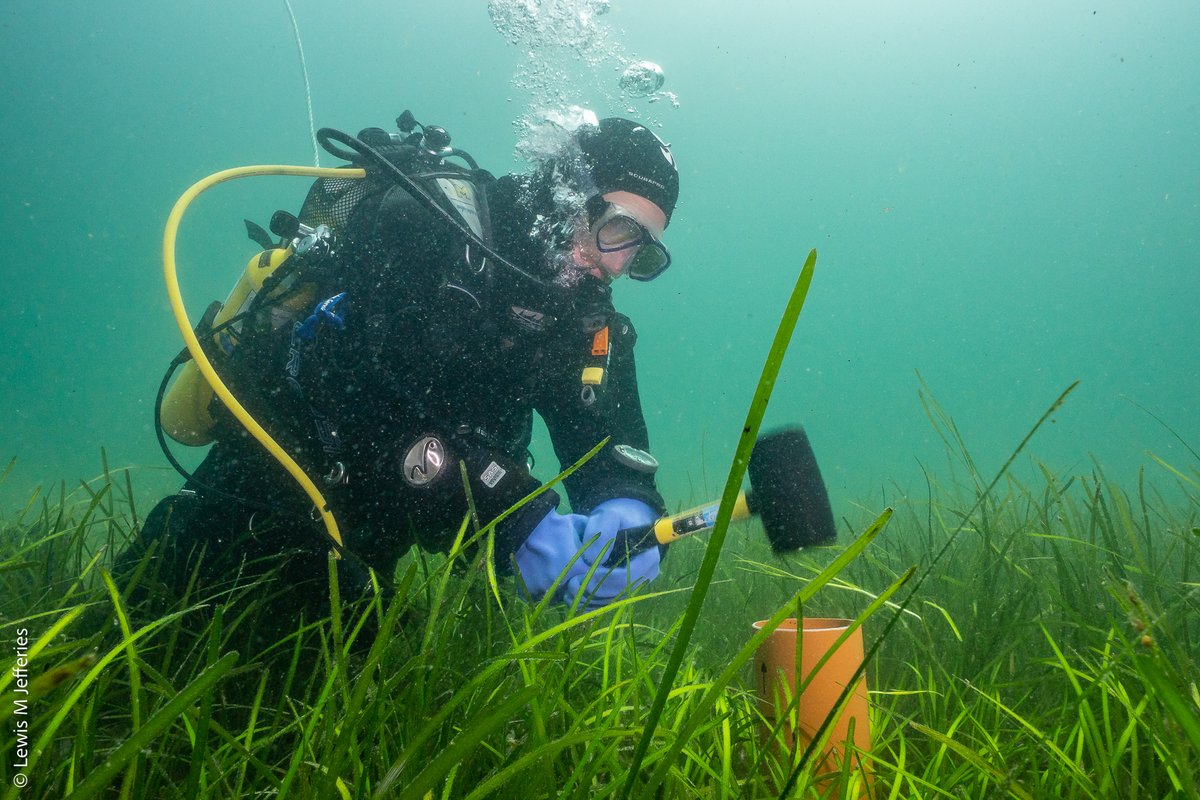 We’ve been planting the seeds for #coastalhabitat #restoration with @ProjectSeagrass, working towards a #seagrass #bluecarbon code in the UK🌊

Find out more: socsci.ox.ac.uk/planting-the-s…

📸: @lewismjefferies