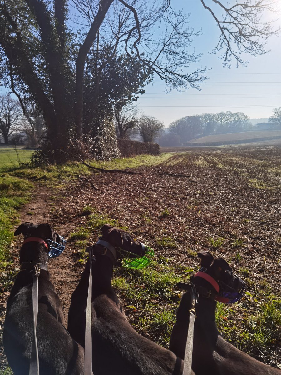 adachikennels's tweet photo. Beautiful morning!

 #NewinnExtra #NewinnCrypto #LivelyDee https://t.co/SJt8rJKFYj