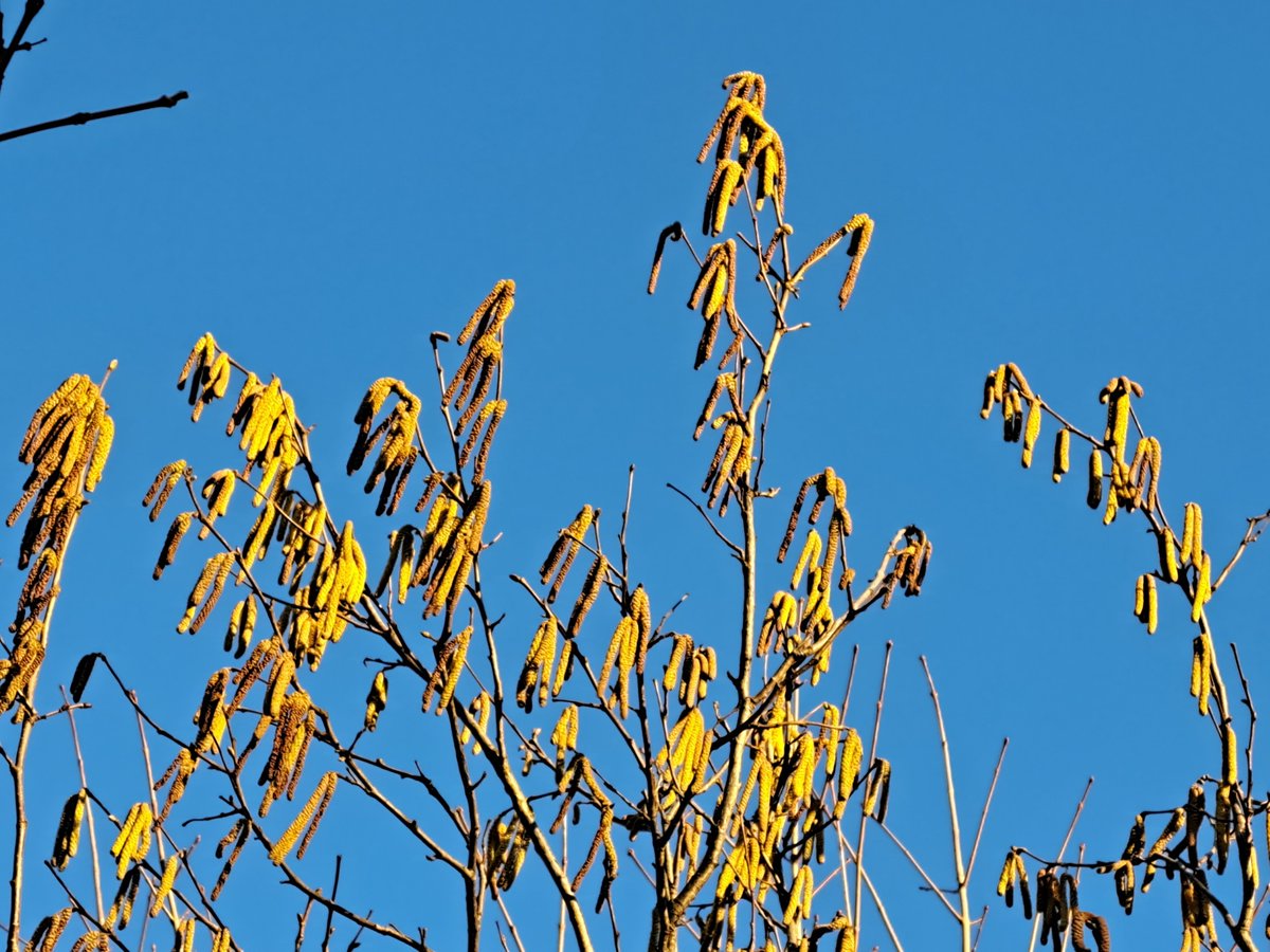 MeteoNewsAG's tweet photo. Die #Pollensaison ist schon seit längerem im Gang, bereits in der ersten Hälfte Januar begannen #Haseln und #Erlen stärker Pollen zu streuen. Mit den milderen Temperaturen ab Samstag folgt nun bald die #Hauptblüte. Weitere Infos im heutigen Blog unter https://t.co/aRb5hPYbd8 (rp) https://t.co/FAm3QsBSgG