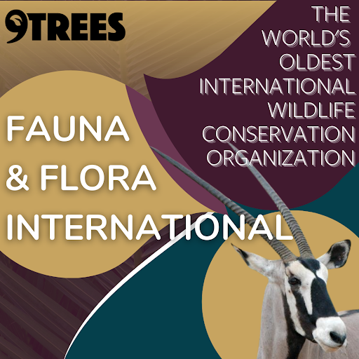 9treesUK's tweet photo. 100 yrs of making a difference! We stand with @FaunaFloraInt the world's oldest international #wildlifeconservation org, in their commitment to protect #biodiversity & secure a better future for our planet. Show your support for #nature protection #FFI #conservation #9treesuk https://t.co/ZNsmKgbm9A