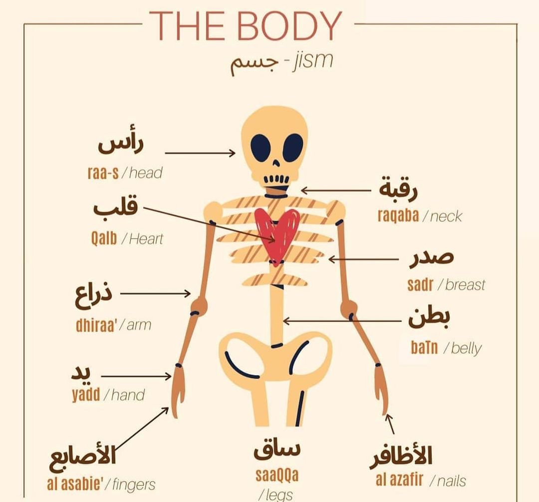 ArabicFaster's tweet image. Let’s learn about some parts of our body

#learn #learnnewlanguage #newlanguage #arabic #learnarabic #learnarabiclanguage #languageskills #arabicspeaking