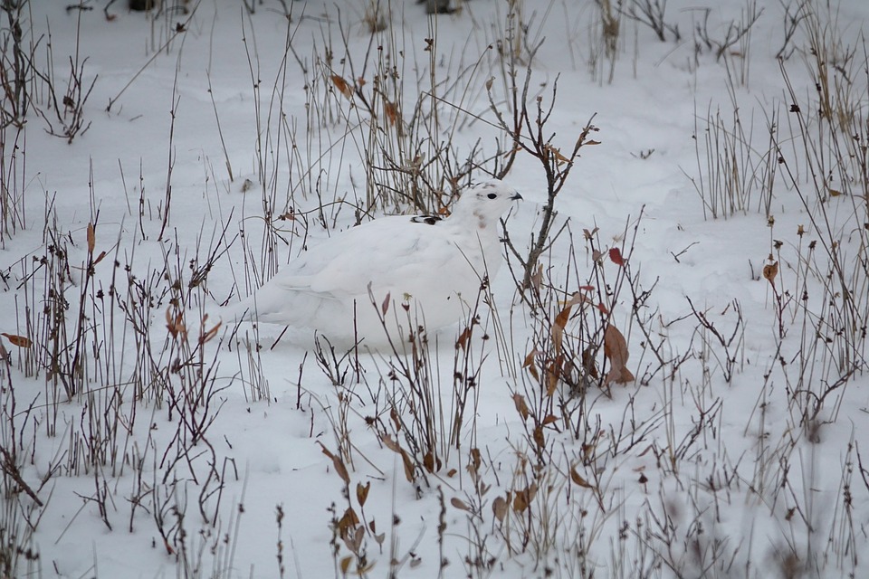 CREAF_ecologia's tweet photo. ¿Pensáis que la #naturaleza también espera con impaciencia que #nieve? ¿O más bien se ve perjudicada? Pues os contamos ❄️✨ https://t.co/sS9Sq4GS8o