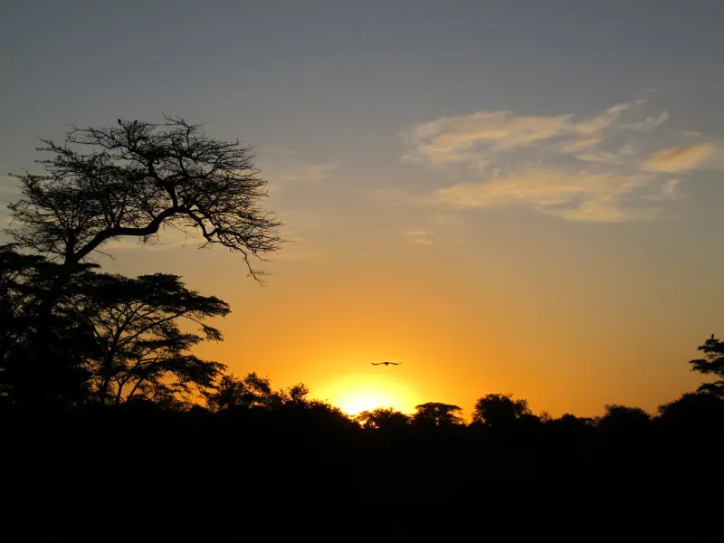 StudyAbroad101's tweet photo. Learn Swahili 🗣 Get a taste of the how the Maasai tribe lives🗺 Visit Mount Kilimanjaro⛰  

Click on the link below and study abroad in Tanzania, the largest country in East Africa ✈

https://t.co/smlsPRhkJC

#abroad101 #studyabroad #travel #tanzania #studentlife https://t.co/8zQRHUnYbG