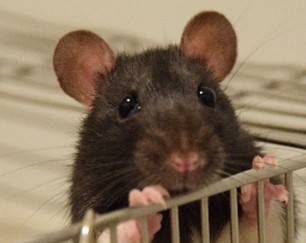 Manon Schweinfurth (@manonschweinfu1) on Twitter photo 🚨Job alert!
TWO postdoc positions in #Ethology / #AnimalWelfare / #AnimalCognition
<a href="/univofstandrews/">University of St Andrews</a>
to investigate the social life of rats
Funded by <a href="/BBSRC/">Biotechnology and Biological Sciences Research</a> 🚨Job alert!
TWO postdoc positions in #Ethology / #AnimalWelfare / #AnimalCognition
<a href="/univofstandrews/">University of St Andrews</a>
to investigate the social life of rats
Funded by <a href="/BBSRC/">Biotechnology and Biological Sciences Research</a>
