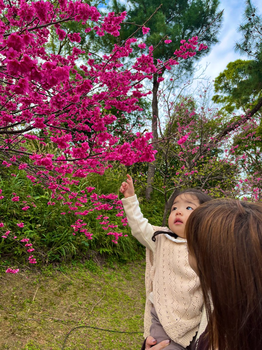 0107Mao's tweet photo. ユア初めての桜🌸 https://t.co/93Hzz4ybjK