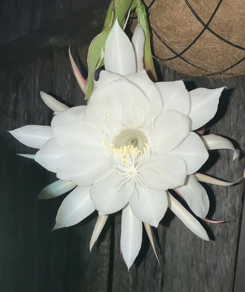 The final #queenofthenight flower of the season and what a beauty she is. The perfume is spectacular. Yes the flower and the fragrance will be gone tomorrow. #orchid #orchidcactus #nightflower #hangingbasket #philthyphitness