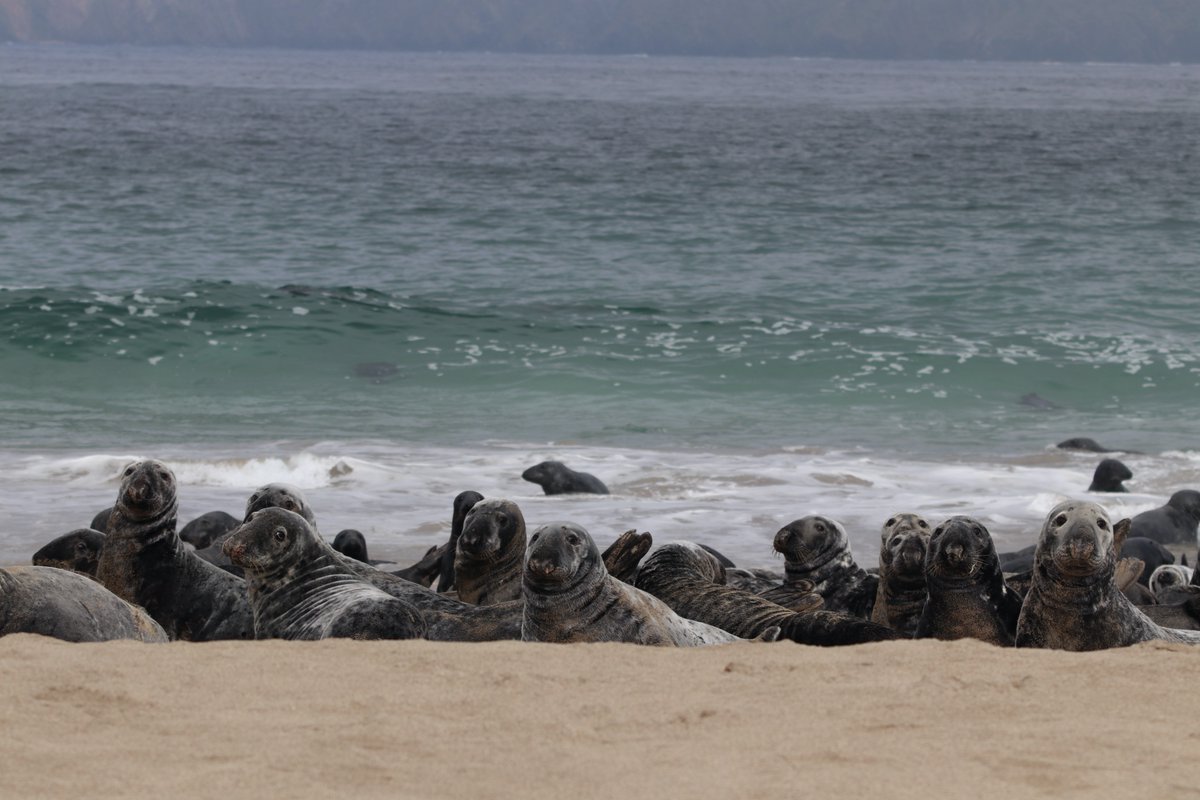 mariaptadeo's tweet photo. ✨New paper: First steps towards the automated detection of underwater vocalisations of grey seals (Halichoerus grypus) in the Blasket Islands, SW Ireland🎙️🦭🎶 has been published open access in @JMSE_MDPI.
@joanneob5 @MartinGammell @MfrcATU https://t.co/P1YJ6b4lza https://t.co/0UsZVdAR5N