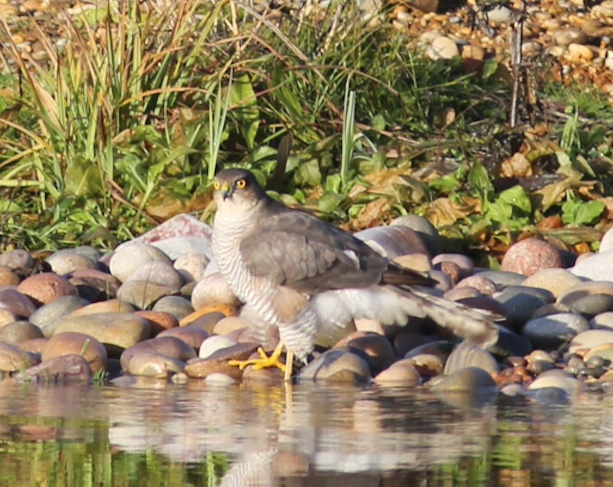 Jamie820566111's tweet photo. Frequent visitors to the pond this year have been a sparrow hawk, little grebe, linnets, grey wagtail and moorhen #pondproject https://t.co/2fCHMpznta
