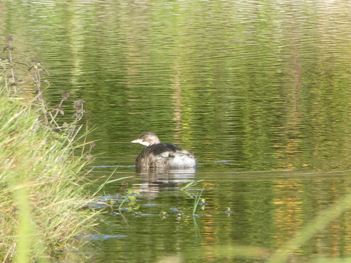 Jamie820566111's tweet photo. Frequent visitors to the pond this year have been a sparrow hawk, little grebe, linnets, grey wagtail and moorhen #pondproject https://t.co/2fCHMpznta