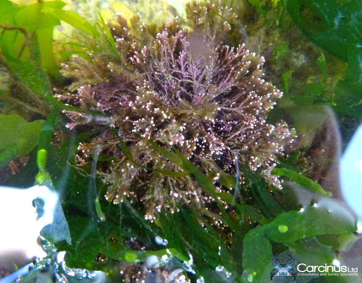 Carcinus_Ltd's tweet photo. Carcinus provide intertidal benthic ecology services for various coastal/ estuarine habitats. Our marine ecologists are highly experienced with Phase I and extended Phase I surveys for clients operating in ports and harbours, offshore wind, and utilities. 
https://t.co/PPrrSaqW67 https://t.co/f4jUQgjy1v