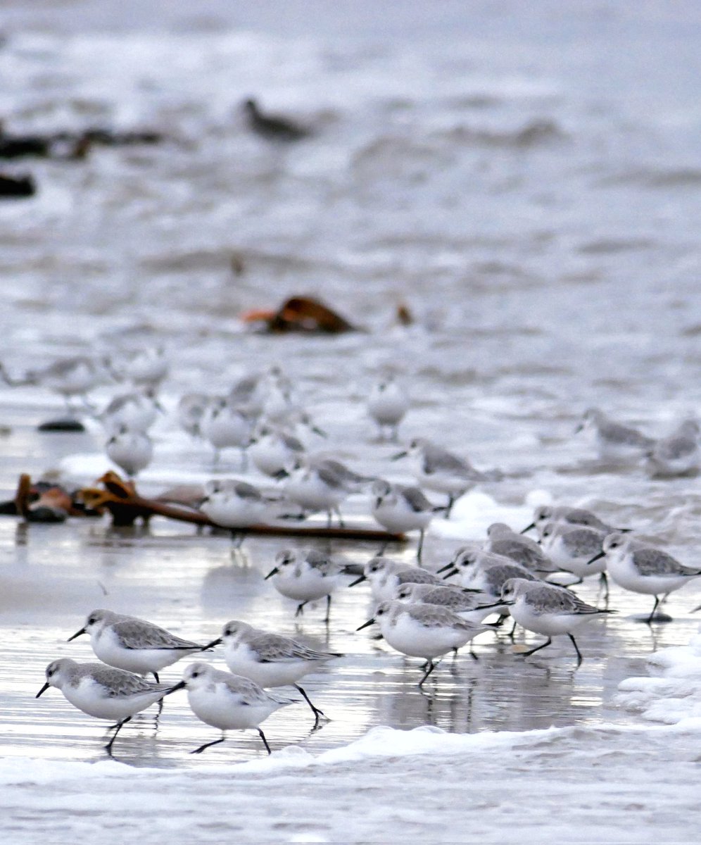 ForShorebirds's tweet image. After a long time away from the coast, what it feels like to be back out at the shore with the birds, see our new blog on our website from ranger Richard.  Link in Bio.

#natureforwellbeing 
#vitamensea 
#Shorebirds 
#northumberlandcoast 
#northumberland