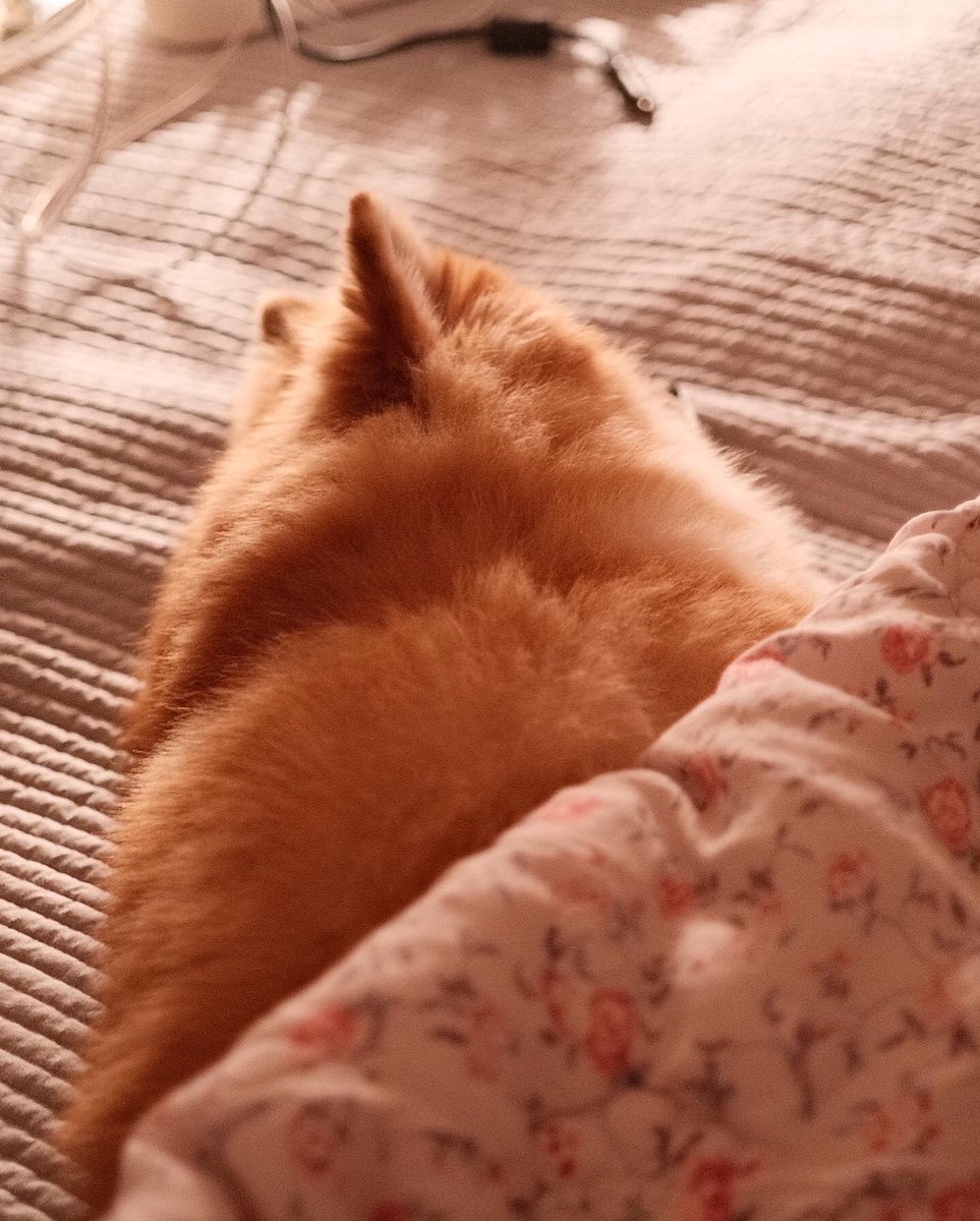 나는 노릇한 강쥐있다 🍞