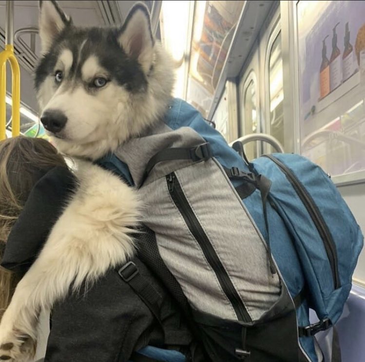 _pulmons's tweet photo. Al parecer el metro de Nueva York ha prohibido que suban perros que no quepan en una mochila o bolsa y la gente con perros grandes está haciendo malabarismos para poder transportarlos igualmente: https://t.co/jh8NKp8B7u