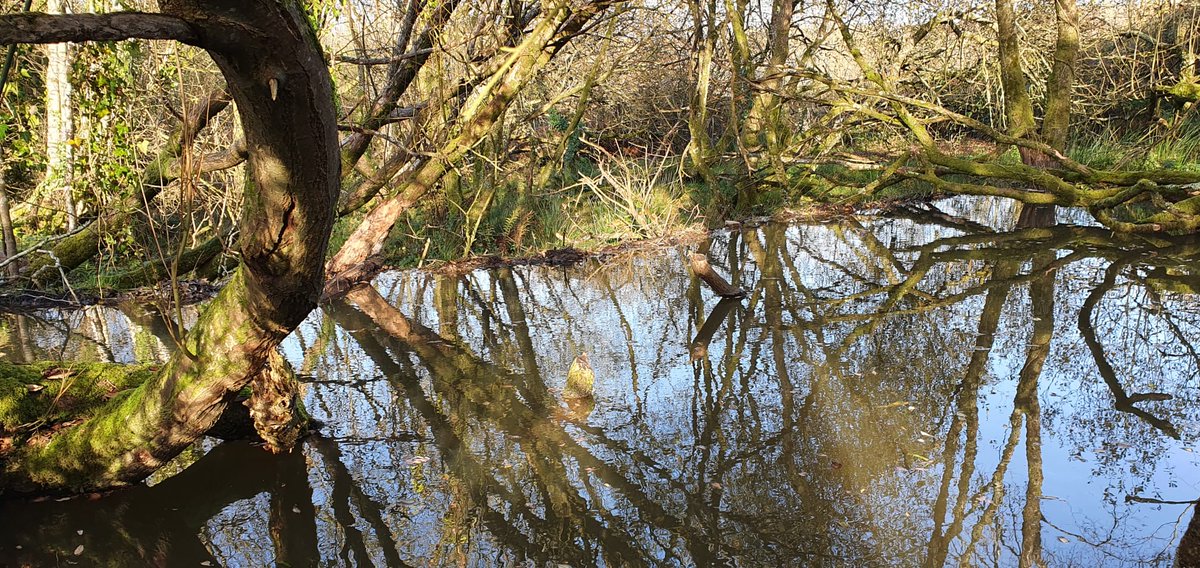 WSF_NRT's tweet photo. 🚨 Free farmer and landowner events this Feb🚨 

21st: Woodlands for Water &amp; Farming with Trees - Santon Downham https://t.co/N8JDCE1YuG

22nd: River restoration and woodland creation: Opportunities, advice and support - Briston https://t.co/jtdLLqPN6M

Book now ✅ https://t.co/APXqQbXLZZ